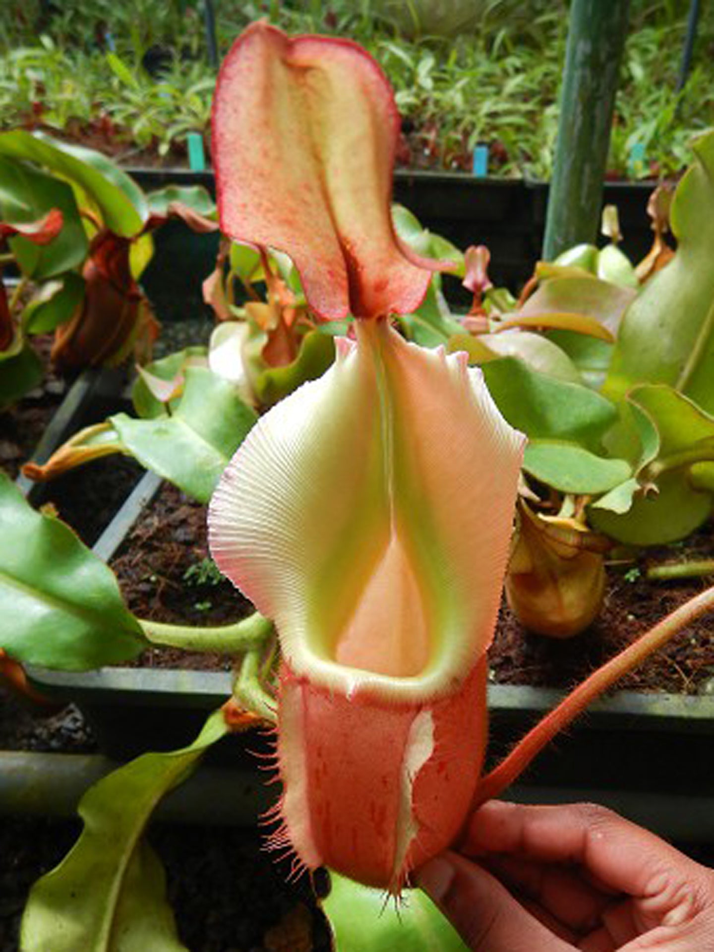 AUCTION 13: Nepenthes veitchii "Bario pink-gold" BE-4094 XL SIZE