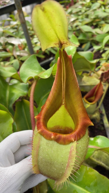 AUKTION 9: Nepenthes veitchii „Bario“ Highland BE-4097 XL-GRÖSSE