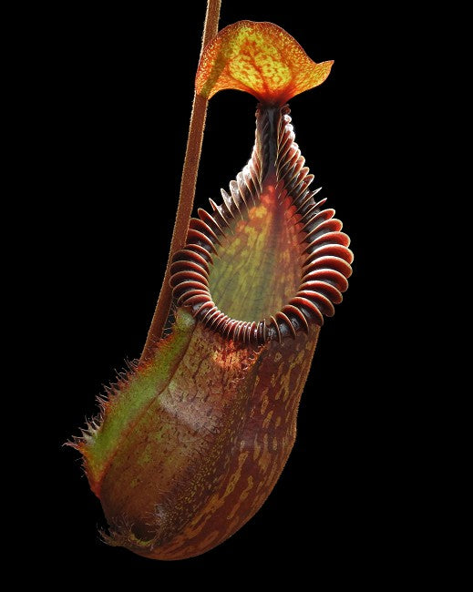 Nepenthes villosa x hamata BE-4099