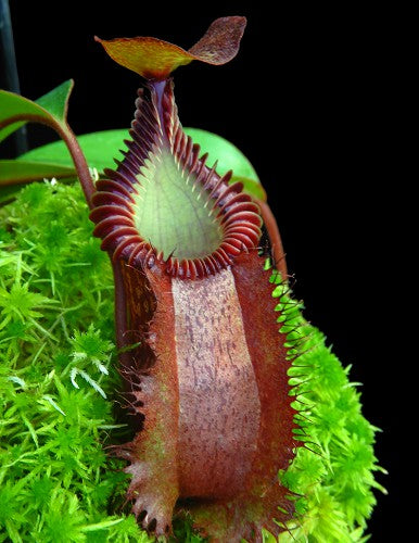 Nepenthes villosa x hamata BE-4099