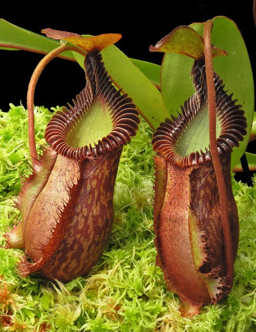 Nepenthes villosa x hamata BE-4099