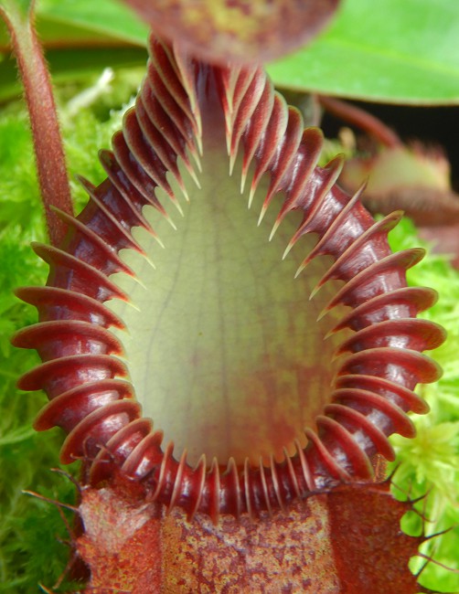 Nepenthes villosa x hamata BE-4099