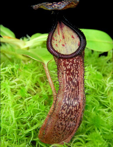 Nepenthes hamata x glandulifera  BE-4501