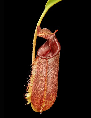 Nepenthes 'Trusmadiensis' x aristolochioides BE-4511