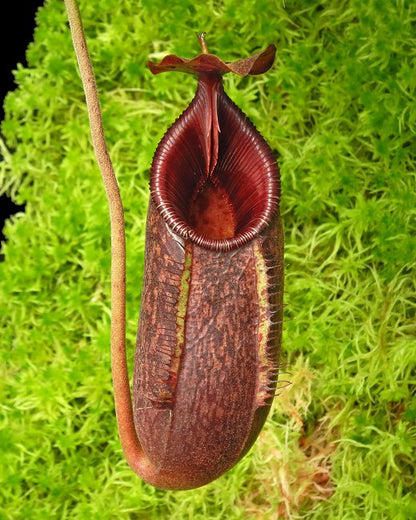 Nepenthes 'Trusmadiensis' x aristolochioides BE-4511