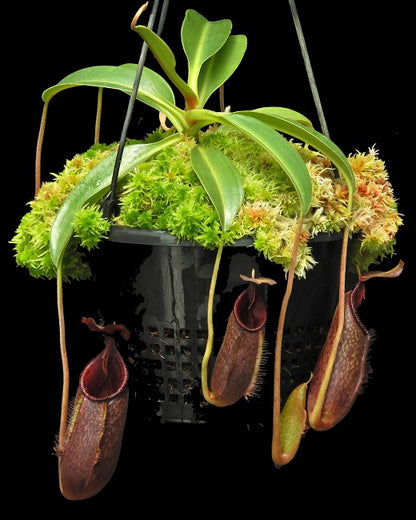 Nepenthes 'Trusmadiensis' x aristolochioides BE-4511