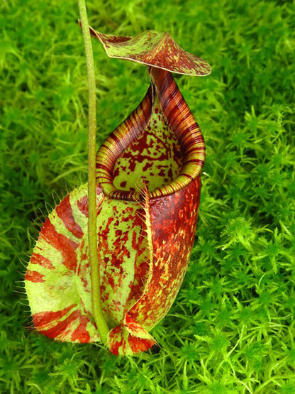 Nepenthes rafflesiana "Brunei"  BE-4519