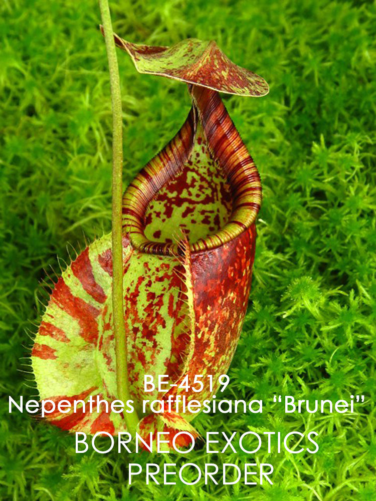 Nepenthes rafflesiana "Brunei"  BE-4519