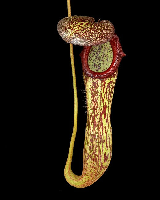 Nepenthes boscoiana x klossii BE-4530