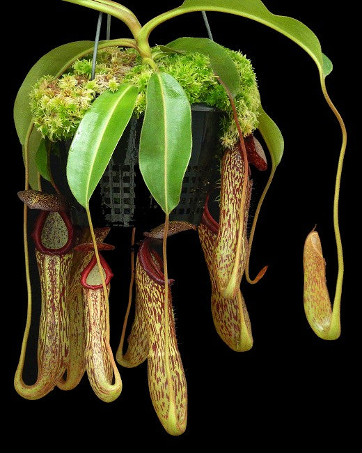 Nepenthes boscoiana x klossii BE-4530