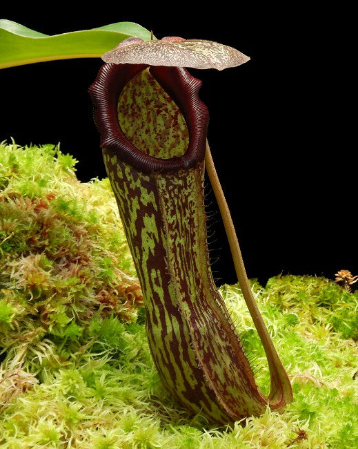 Nepenthes boscoiana x klossii BE-4530