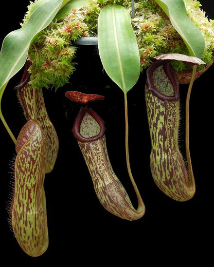 Nepenthes boscoiana x klossii BE-4530