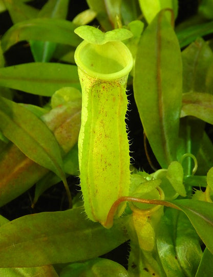 Nepenthes neoguineensis  BE-4539