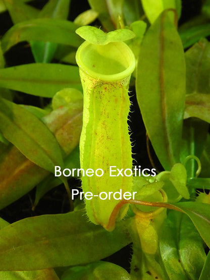 Nepenthes neoguineensis  BE-4539