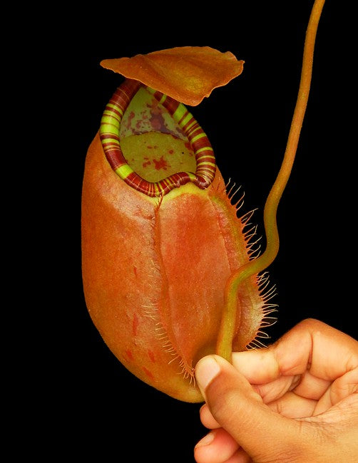 Nepenthes sumatrana  BE-4540