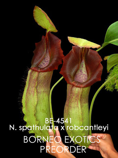 Nepenthes spathulata x robcantleyi BE-4541