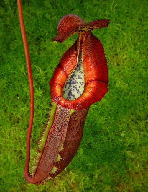 Nepenthes singalana x (burbidgeae x edwardsiana) BE-4558 Klon 4