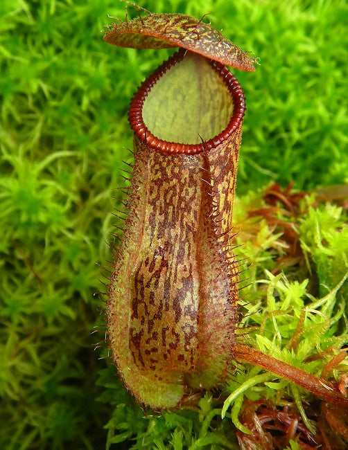 Nepenthes hamata x klossii  BE-4562