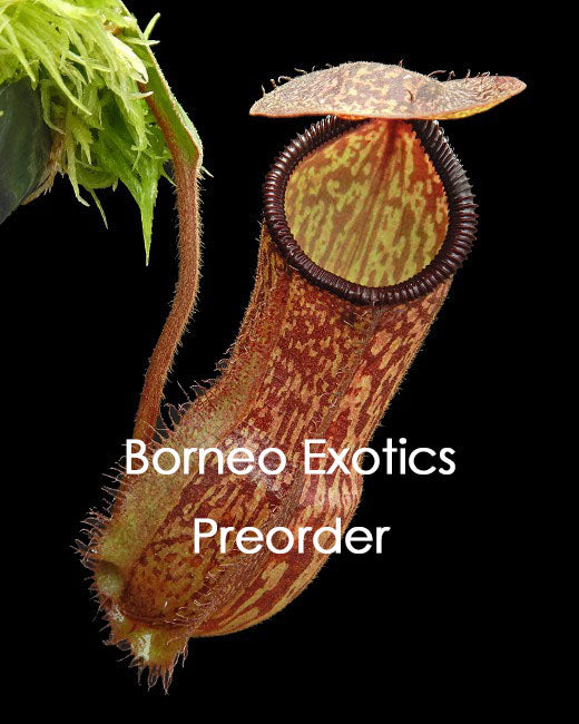 Nepenthes hamata x klossii  BE-4562