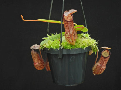 Nepenthes hamata x klossii  BE-4562