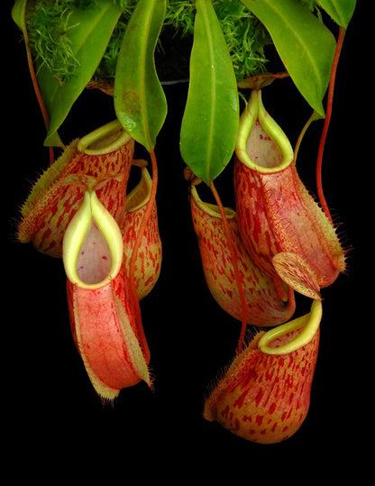 Nepenthes glabrata x veitchii BE-4563