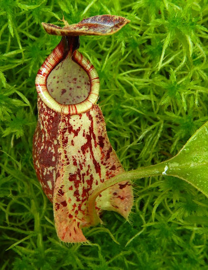 Nepenthes rafflesiana „Kalimantan“ BE-4571