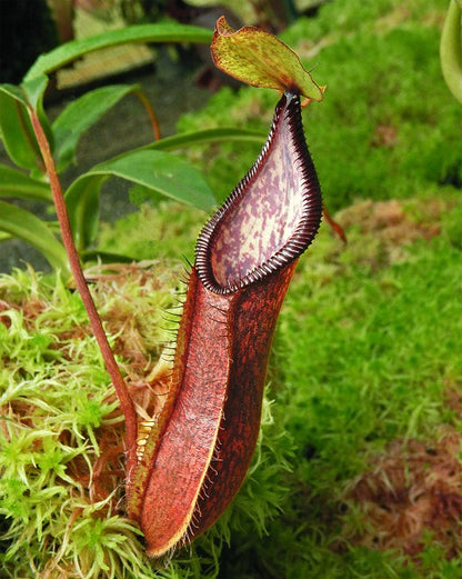 Nepenthes (Singalana x hamata) x hamata BE-4576