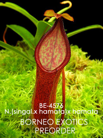 Nepenthes (Singalana x hamata) x hamata BE-4576