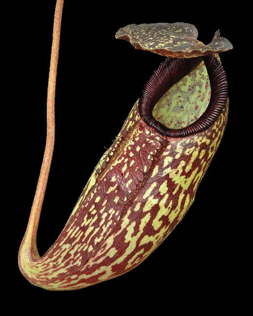 Nepenthes (aristolochioides x spectabilis) x klossii BE-4583