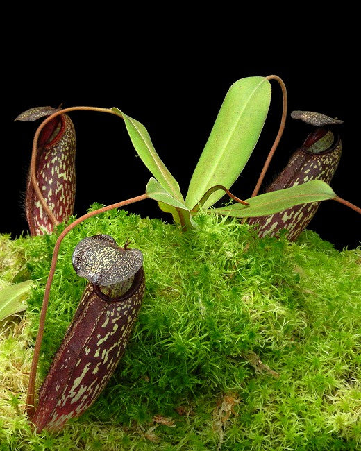 Nepenthes (aristolochioides x spectabilis) x klossii  BE-4583