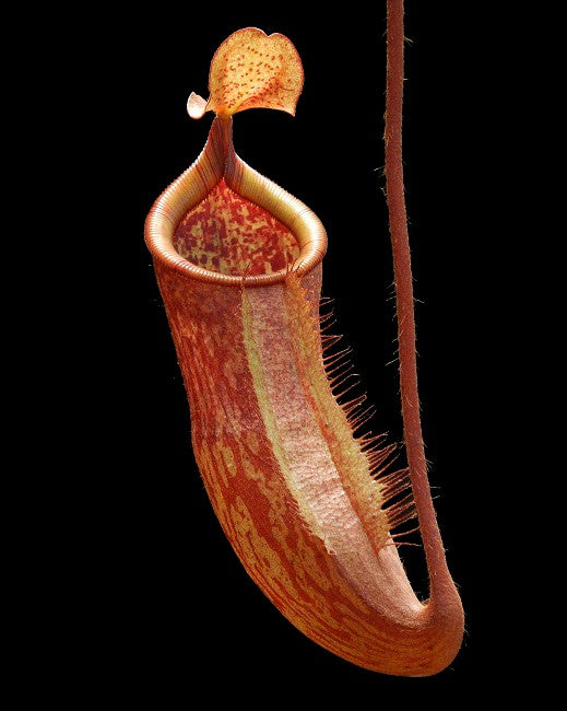 Nepenthes peltata x attenboroughii BE-4601