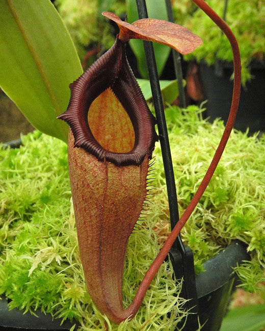 Nepenthes rajah x flava BE-4604