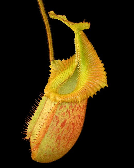 ASTA 15 : N. villosa x veitchii "Gold Rush" Solid Peristome BE-4606 SMALL SIZE