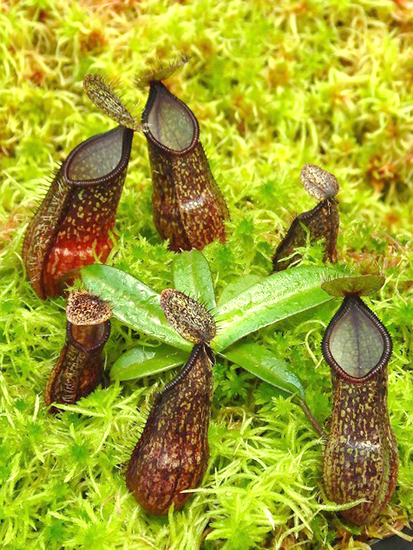 AUKTION 7: Nepenthes nigra BE-4607 KLEINE GRÖSSE