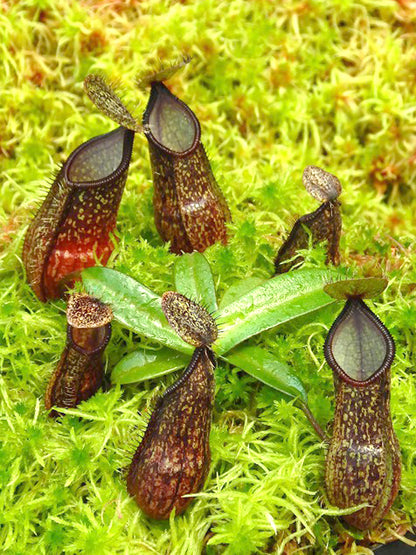 ASTA 8 : Nepenthes nigra  BE-4607 SMALL SIZE