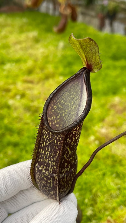 AUKTION 7: Nepenthes nigra BE-4607 KLEINE GRÖSSE