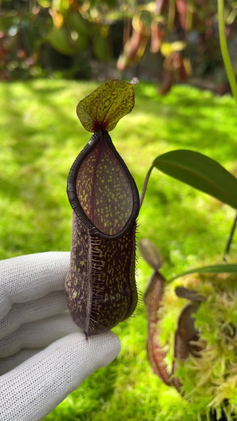 ASTA 8 : Nepenthes nigra  BE-4607 SMALL SIZE