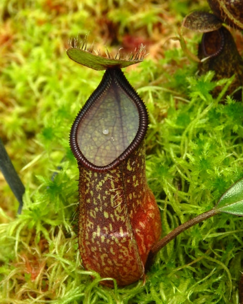 AUKTION 7: Nepenthes nigra BE-4607 KLEINE GRÖSSE