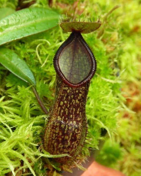 AUKTION 8 : Nepenthes nigra BE-4607 KLEINE GRÖSSE