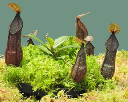 ASTA 8 : Nepenthes nigra  BE-4607 SMALL SIZE