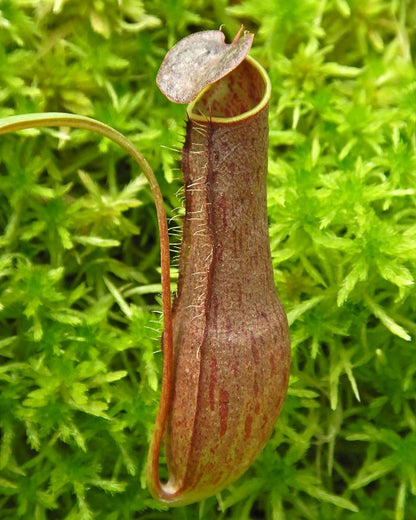 Nepenthes gracilis BE-4611 Ausgewählter Klon