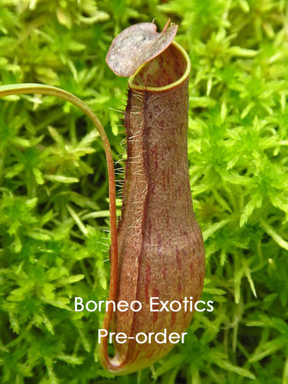 Nepenthes gracilis BE-4611 Ausgewählter Klon