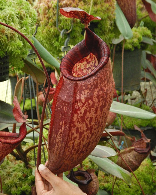 Nepenthes peltata BE-4613 Selected Clone