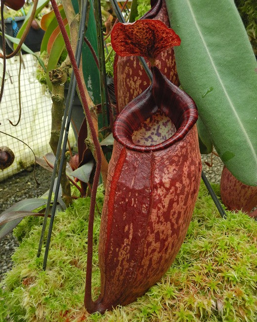 Nepenthes peltata BE-4613 Selected Clone