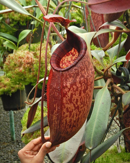 Nepenthes peltata BE-4613 Selected Clone