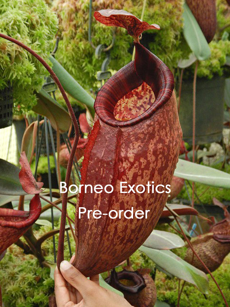 Nepenthes peltata BE-4613 Selected Clone