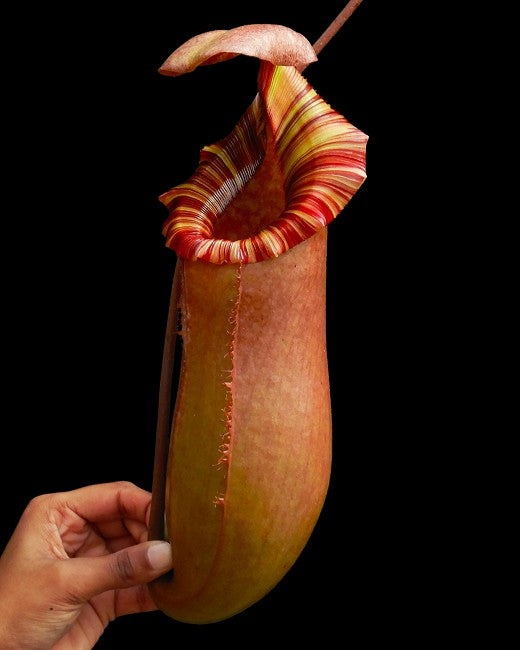 Nepenthes sibuyanensis x (veitchii x lowii)  Clone6  BE-4614