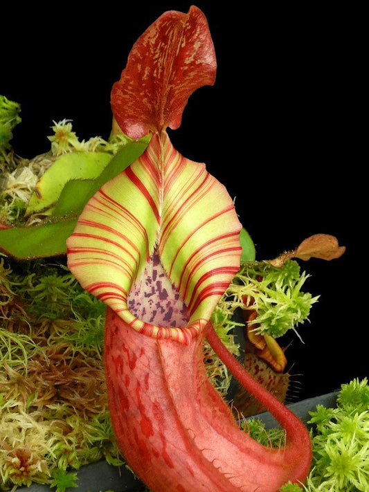 Nepenthes x ( veitchii x platychila) x veitchii BE-4623