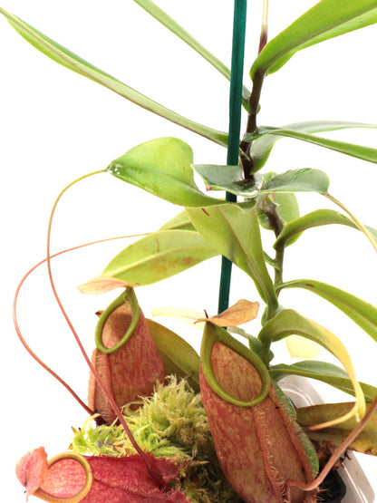 Nepenthes bellii  Mindanao, Philippines