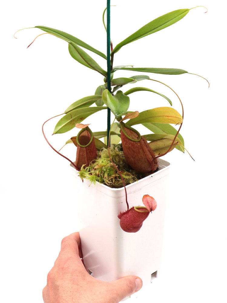 Nepenthes bellii  Mindanao, Philippines